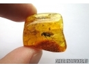  Wood gnat  Anisopodidae Sylvicola  and Sciaridae Dark-Winged fungus gnat. Fossil insects in Baltic amber #5551