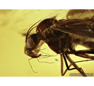  Wood gnat  Anisopodidae Sylvicola  and Sciaridae Dark-Winged fungus gnat. Fossil insects in Baltic amber #5551