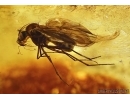  Wood gnat  Anisopodidae Sylvicola  and Sciaridae Dark-Winged fungus gnat. Fossil insects in Baltic amber #5551