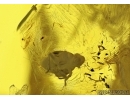 PLANTHOPPER  NYMPH Hemiptera and LEAF. Fossil inclusions in Baltic amber #5564