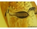 PLANTHOPPER  NYMPH Hemiptera and LEAF. Fossil inclusions in Baltic amber #5564