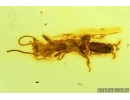 Rare Webspinner, Embioptera with Mite and rare Wasp. Fossil Inclusions in BALTIC AMBER #5566