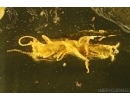 Rare Webspinner, Embioptera with Mite and rare Wasp. Fossil Inclusions in BALTIC AMBER #5566