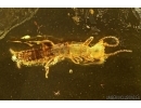 Rare Webspinner, Embioptera with Mite and rare Wasp. Fossil Inclusions in BALTIC AMBER #5566