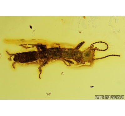 Rare Webspinner, Embioptera with Mite and rare Wasp. Fossil Inclusions in BALTIC AMBER #5566