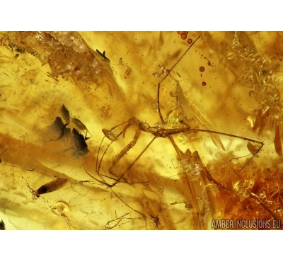 Unique  Amber with 5 REDUVIIDAE ASSASSIN BUGS of EGGS!! Fossil insects in Baltic amber #5568