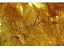 Unique  Amber with 5 REDUVIIDAE ASSASSIN BUGS of EGGS!! Fossil insects in Baltic amber #5568