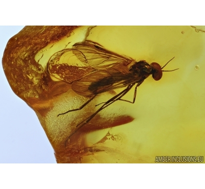 Anisopodidae, Wood gnat. Fossil insect in Baltic amber #5578