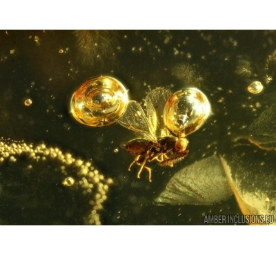 Nice Microscopic Wasp. Hymenoptera  in Baltic amber #5585