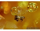 Nice Microscopic Wasp. Hymenoptera  in Baltic amber #5585