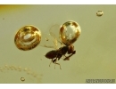 Nice Microscopic Wasp. Hymenoptera  in Baltic amber #5585