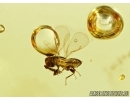 Nice Microscopic Wasp. Hymenoptera  in Baltic amber #5585