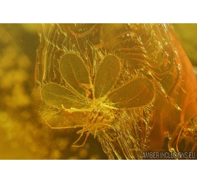 WHITEFLY ALEYRODOIDEA , ACARI MITE and MORE. Fossil insects  in Baltic amber #5586