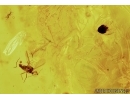WHITEFLY ALEYRODOIDEA , ACARI MITE and MORE. Fossil insects  in Baltic amber #5586