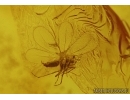 WHITEFLY ALEYRODOIDEA , ACARI MITE and MORE. Fossil insects  in Baltic amber #5586
