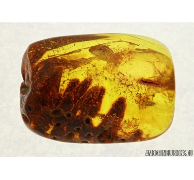 BIG 27mm! PLANT, FLORA and More. Fossil inclusions in Baltic amber #5587