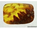 BIG 27mm! PLANT, FLORA and More. Fossil inclusions in Baltic amber #5587