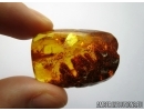 BIG 27mm! PLANT, FLORA and More. Fossil inclusions in Baltic amber #5587