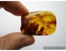 BIG 27mm! PLANT, FLORA and More. Fossil inclusions in Baltic amber #5587