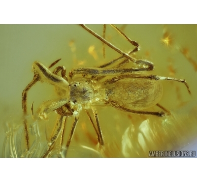ARCHAEA PARADOXA, DAWN SPIDER. FOSSIL INCLUSION IN BALTIC AMBER #5597