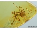 ARCHAEA PARADOXA, DAWN SPIDER. FOSSIL INCLUSION IN BALTIC AMBER #5597