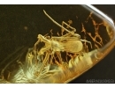 ARCHAEA PARADOXA, DAWN SPIDER. FOSSIL INCLUSION IN BALTIC AMBER #5597