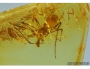 ARCHAEA PARADOXA, DAWN SPIDER. FOSSIL INCLUSION IN BALTIC AMBER #5597
