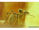 ARCHAEA PARADOXA, DAWN SPIDER. FOSSIL INCLUSION IN BALTIC AMBER #5597