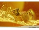 ARCHAEA PARADOXA, DAWN SPIDER. FOSSIL INCLUSION IN BALTIC AMBER #5597