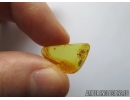 ARCHAEA PARADOXA, DAWN SPIDER. FOSSIL INCLUSION IN BALTIC AMBER #5597