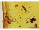 Flower (?Fruit), Springtail Collembola (phoresia with Ant?), Spider, Thrips, Leaf and More. Fossil inclusions 5598
