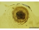 Spider Cocoon with Eggs! Fossil inclusions in Baltic amber #5599