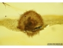 Spider Cocoon with Eggs! Fossil inclusions in Baltic amber #5599