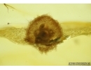 Spider Cocoon with Eggs! Fossil inclusions in Baltic amber #5599
