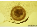 Spider Cocoon with Eggs! Fossil inclusions in Baltic amber #5599