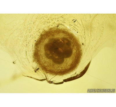 Spider Cocoon with Eggs! Fossil inclusions in Baltic amber #5599