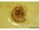 Spider Cocoon with Eggs! Fossil inclusions in Baltic amber #5599