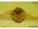 Spider Cocoon with Eggs! Fossil inclusions in Baltic amber #5599