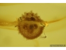 Spider Cocoon with Eggs! Fossil inclusions in Baltic amber #5599