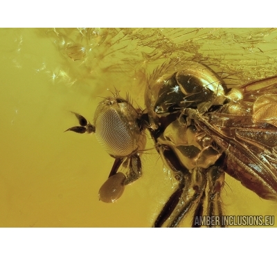 Extremely rare Fly holding in its mouth something! Fossil insect in Baltic amber #5610