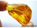 Extremely rare Fly holding in its mouth something! Fossil insect in Baltic amber #5610