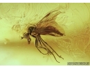 Extremely rare Fly holding in its mouth something! Fossil insect in Baltic amber #5610