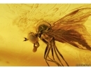 Extremely rare Fly holding in its mouth something! Fossil insect in Baltic amber #5610