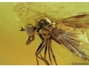 Extremely rare Fly holding in its mouth something! Fossil insect in Baltic amber #5610