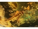 PHASMATODEA, BIG WALKING STICK with SMALL WINGS. Fossil inclusion in BALTIC AMBER #5636