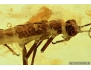 PHASMATODEA, BIG WALKING STICK with SMALL WINGS. Fossil inclusion in BALTIC AMBER #5636