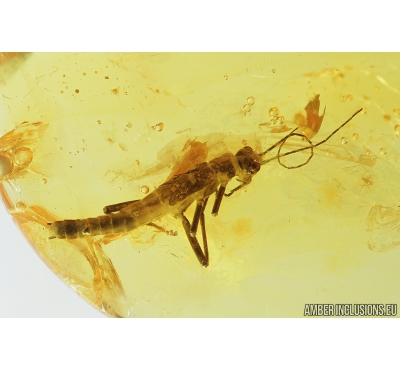 PHASMATODEA, BIG WALKING STICK with SMALL WINGS. Fossil inclusion in BALTIC AMBER #5636