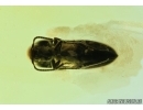 Nice Click beetle Elateridae. Fossil inclusion in Baltic amber #5637