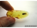 Nice Click beetle Elateridae. Fossil inclusion in Baltic amber #5637