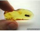 Nice Click beetle Elateridae. Fossil inclusion in Baltic amber #5637